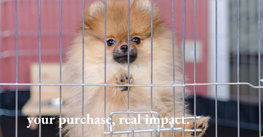 Protecting Stray Cats and Dogs Worldwide: Current Status, Challenges, and Solutions