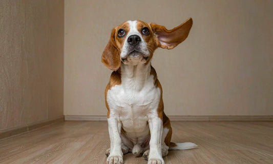 A beagle with a sheepish expression