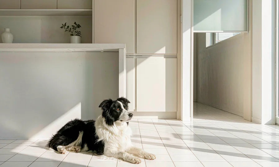 A border collie lying on a clean kitchen floor