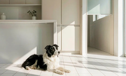 A border collie lying on a clean kitchen floor