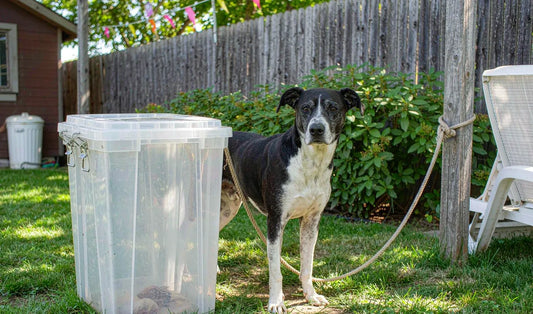 A dog standing beside a large food bin in a sunny backyard