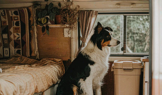 A border collie inside a camper van with a food bin