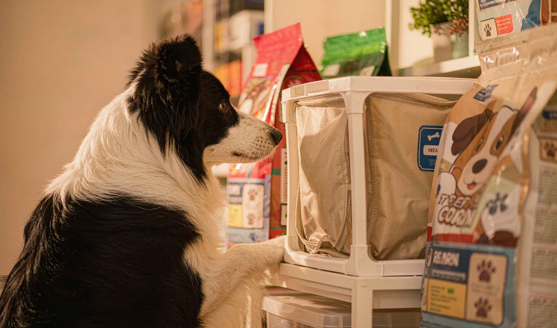 A border collie sniffing a food bin on a pantry shelf