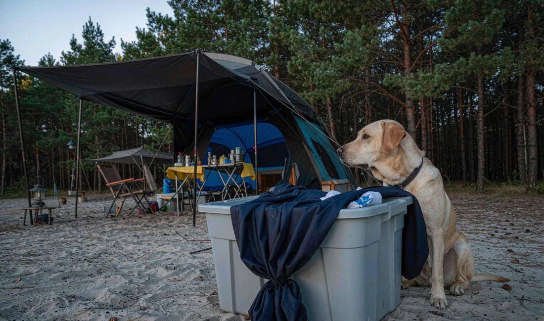 A dog beside a storage bin at a campsite