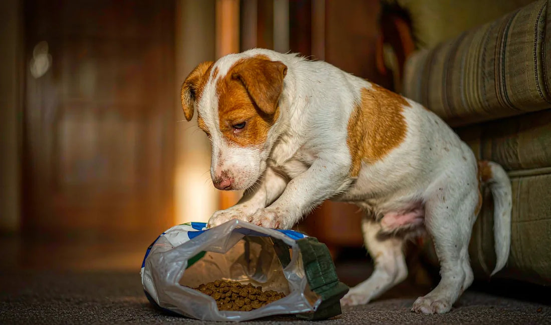 A curious puppy sniffing an open bag of kibble