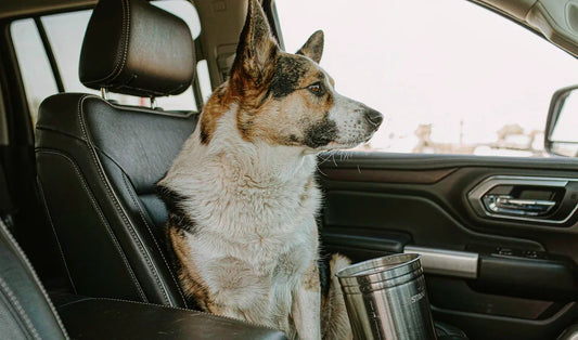 A dog looking out a car window with a travel food bin