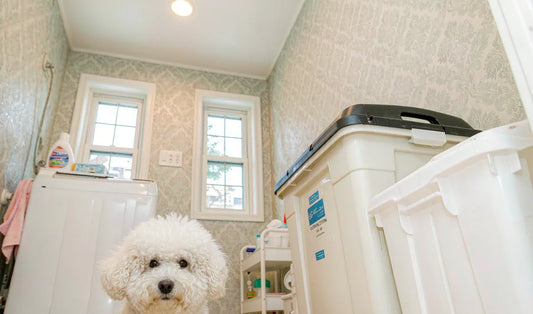 A fluffy white dog beside a storage container in a laundry room