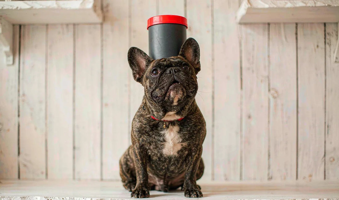 A french bulldog looking up at a food container on a shelf