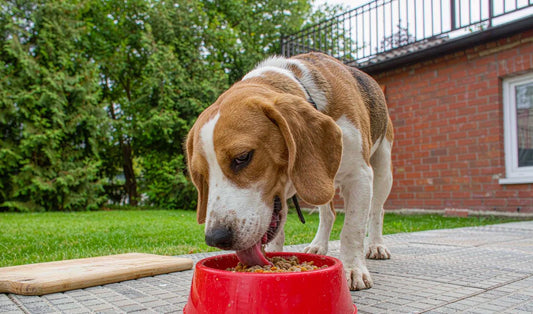A happy dog eating from a bowl on a backyard patio
