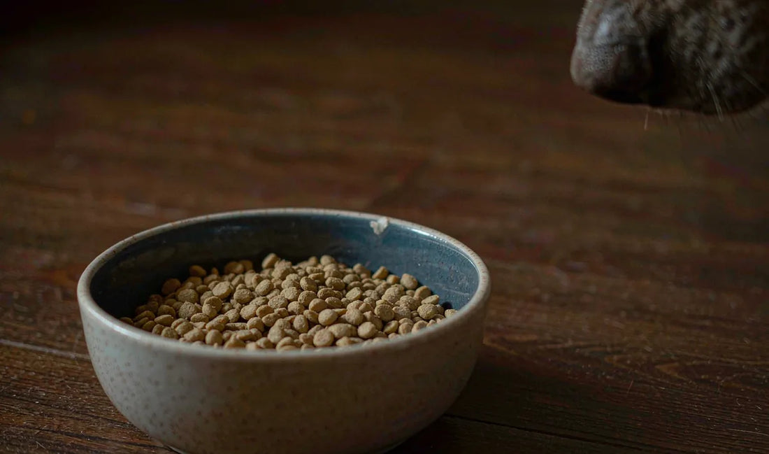 A bowl of kibble on a wooden floor with a dog nearby