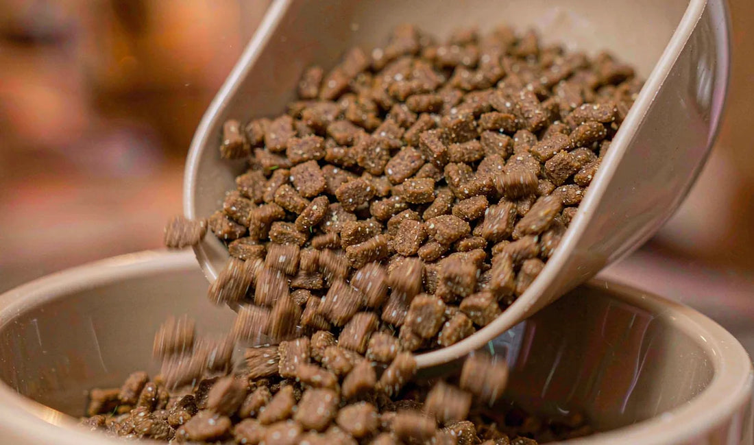 A close-up of kibble spilling from a scoop into a bowl