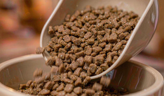 A close-up of kibble spilling from a scoop into a bowl
