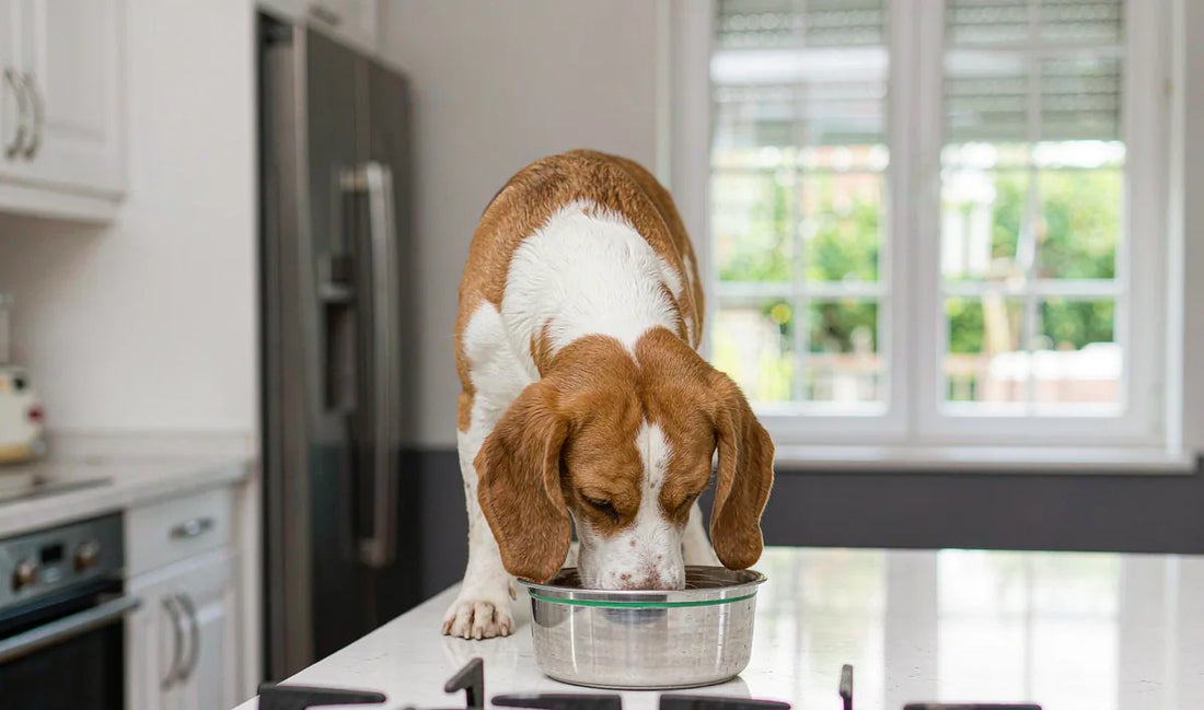 A beagle eating from a bowl in a modern kitchen