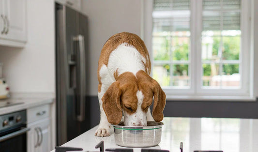 A beagle eating from a bowl in a modern kitchen