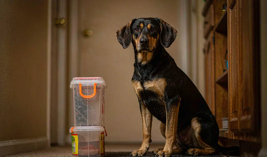A patient dog waiting beside a closed food container