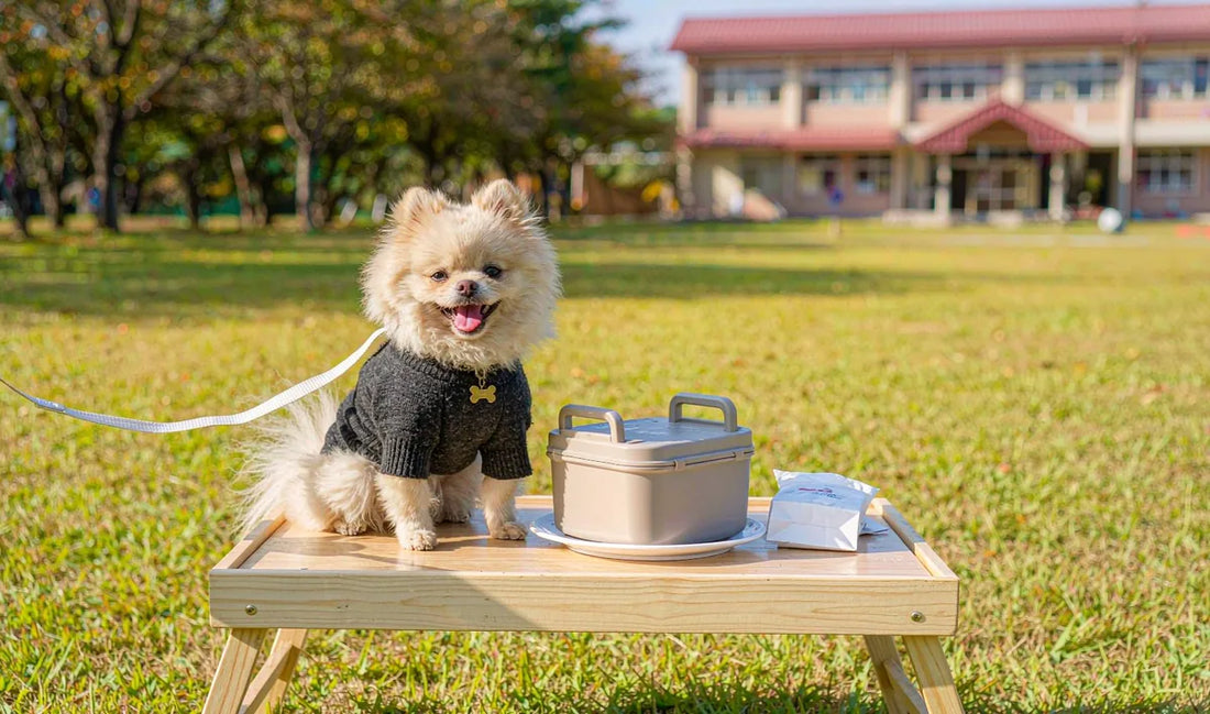 A dog at a picnic table with a travel food container
