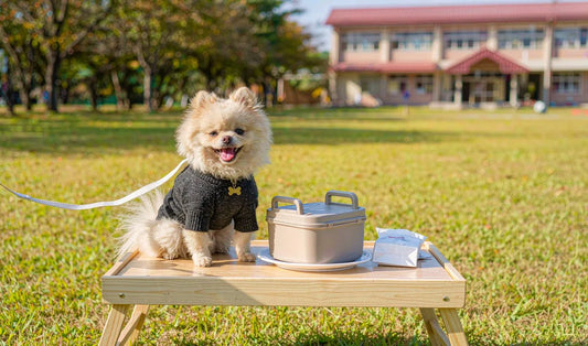 A dog at a picnic table with a travel food container