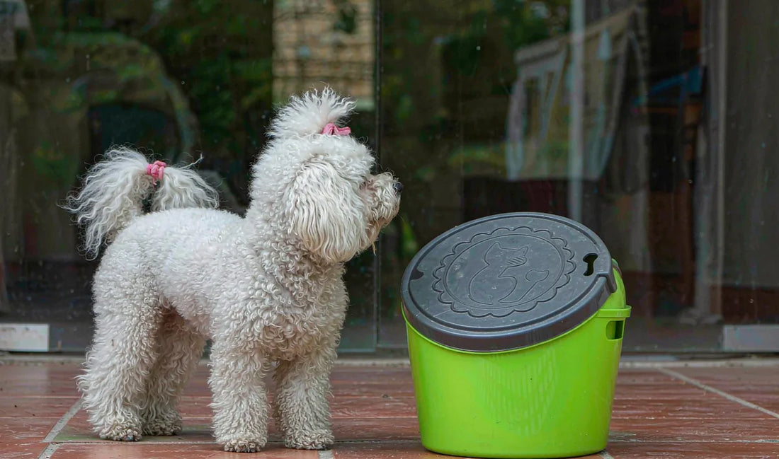 A poodle beside a closed food container on a patio
