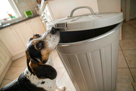 A beagle sniffing the latched lid of a pet food bin in a kitchen