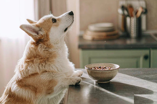 A corgi looking up at a food bowl on a kitchen counter