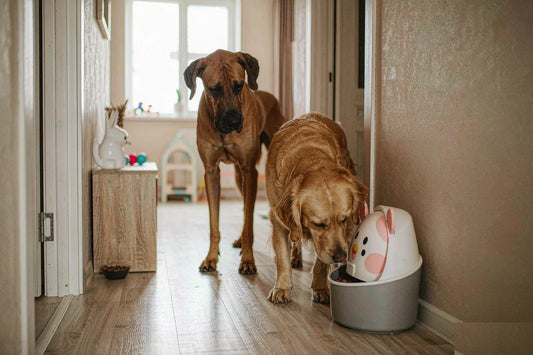 A great dane and a golden retriever standing in a bright home hallway