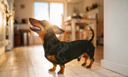 A black and tan dachshund standing on a floor