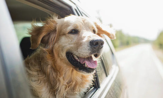 A dog watching the road from a car window