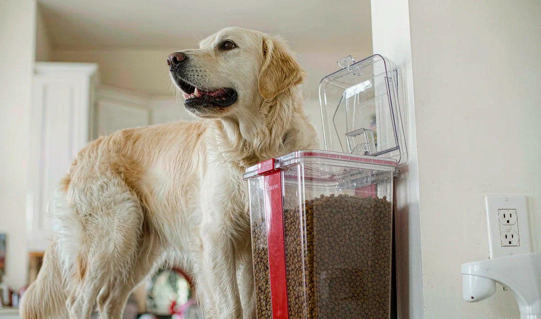 Choosing a Cat Food Container: Small-Bin Details That Matter More