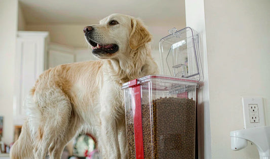 Choosing a Cat Food Container: Small-Bin Details That Matter More