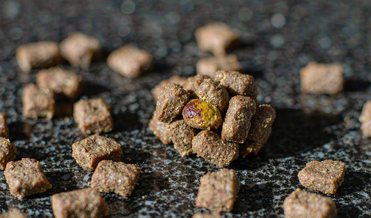 Clumped, damp dog kibble on a dark surface