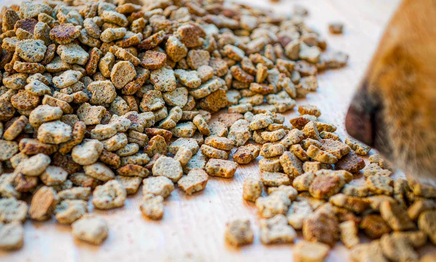 A close-up of dry dog kibble in a scoop