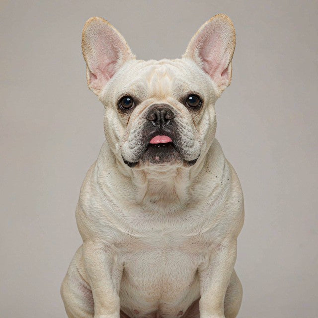 A french bulldog sitting and looking up