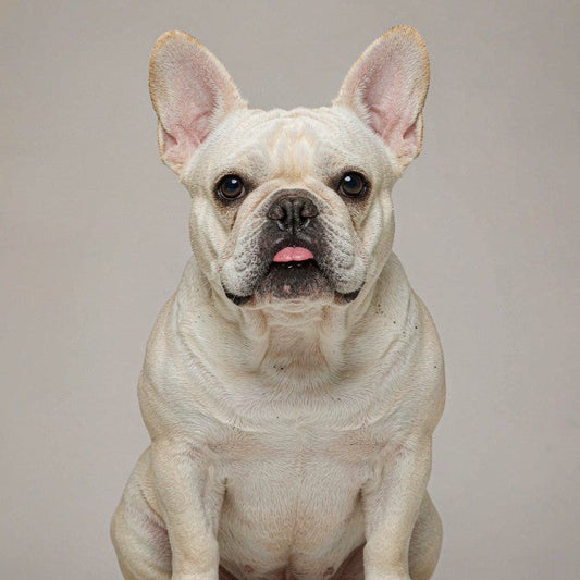 A french bulldog sitting and looking up