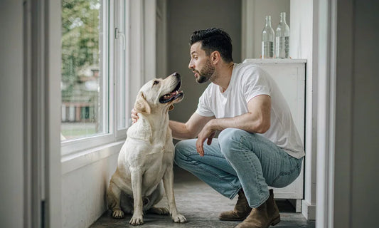 An owner crouching beside a happy labrador retriever