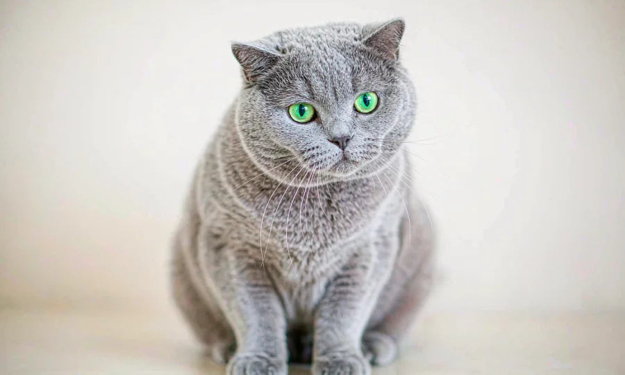 A silver grey cat with green eyes