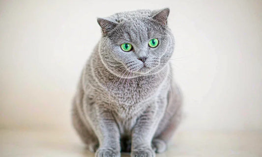 A silver grey cat with green eyes