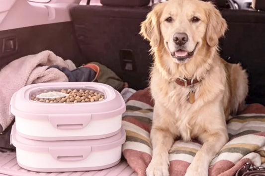 Collapsible food bins stacked in a car trunk